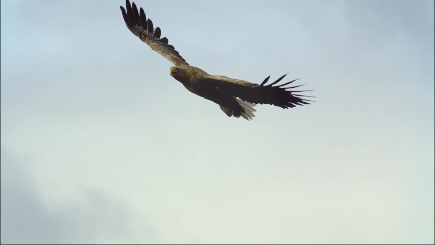 White-tailed eagle is a bird of prey in the hawk family.  In flight, the bird holds its broad wings horizontally. The white-tailed eagle is the fourth largest bird of prey in Europe. | Shutterstock HD Video #1060017380