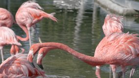 Flamingo socializing 6k wildlife video