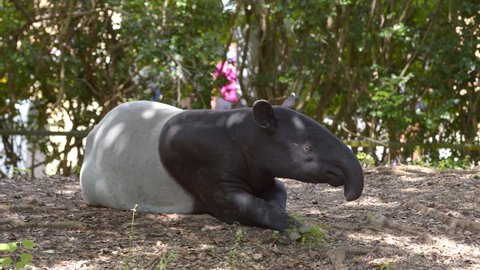Malayan Tapir 6k wildlife footage