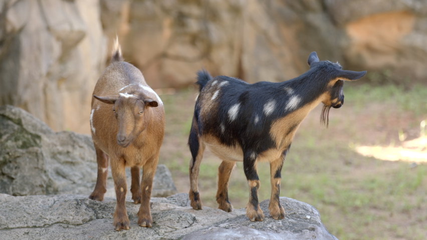 Goats on mountain landscape 6k