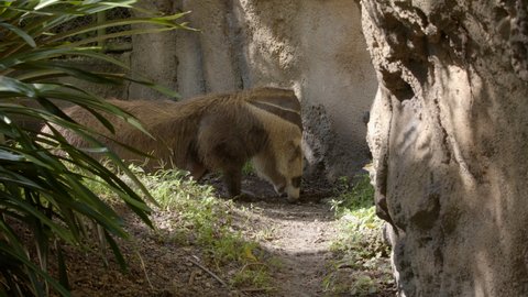 Giant anteater on the move 6k wildlife video