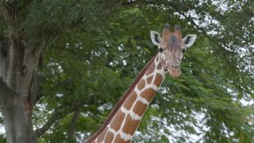 Giraffe with trees in background 6k wildlife video