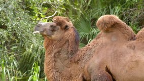 Camel foaming at mouth 6k wildlife footage