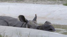 Rhinoceros blowing bubbles in the water 6k wildlife footage.mov
