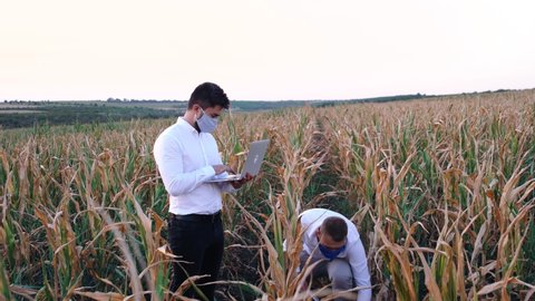 Large frame with a businessman and a farmer in the middle of a corn field affected by drought. 