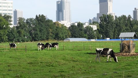 Dairy cows grazing on a farm in the city / Sapporo City, Hokkaido