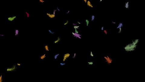Tossing and flying colorful feathers. Realistic animation with alpha channel isolated on transparent screen.