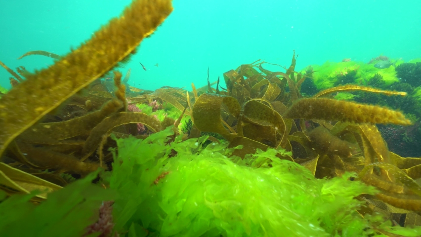 Ripples of brown, green and red algae seaweeds underwater, Atlantic ocean, Spain, Galicia, Pontevedra Royalty-Free Stock Footage #1060028726