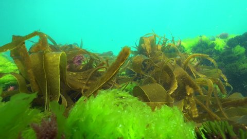 Ripples of brown, green and red algae seaweeds underwater, Atlantic ocean, Spain, Galicia, Pontevedra