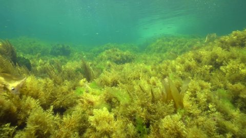 Shallow ocean floor covered by algae seaweeds underwater in the Atlantic ocean, Spain, Galicia, Pontevedra