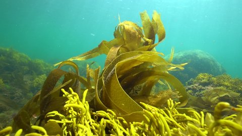 Ripples of brown algae seaweeds underwater, kelp laminaria and Bifurcaria, Atlantic ocean, Spain, Galicia, Pontevedra