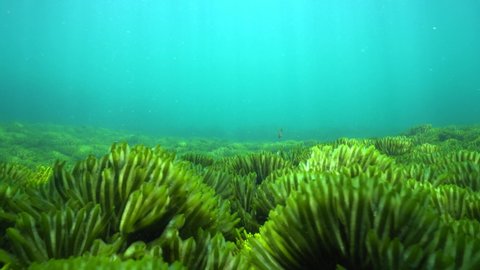 Ripples of green seaweeds underwater on the ocean floor, Codium tomentosum, Atlantic ocean, natural light, Spain, Galicia, Pontevedra