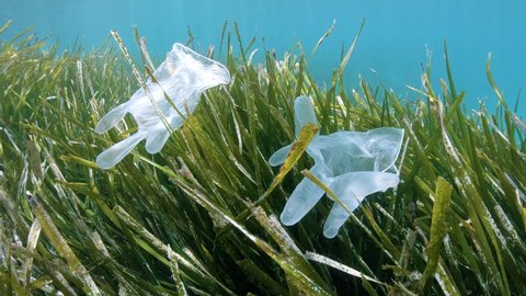 Plastic waste in the sea, disposable gloves on seagrass Posidonia oceanica underwater, coronavirus COVID-19 pandemic, Mediterranean sea, France