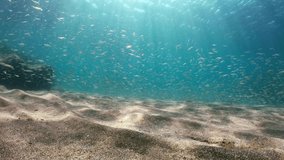 Many small fish and some seabreams underwater with sand on the seabed, Mediterranean sea, France, 59.94 fps