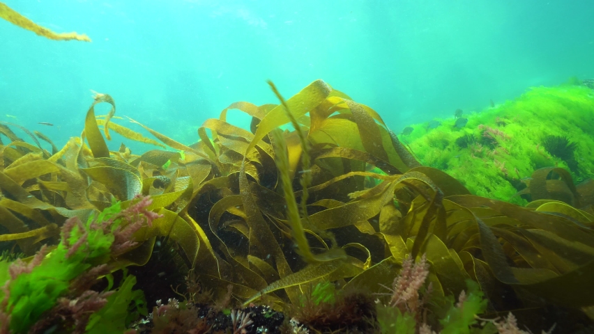 Algae seaweeds underwater, ripples of kelp laminaria Atlantic ocean, Spain, Galicia, Pontevedra Royalty-Free Stock Footage #1060029002