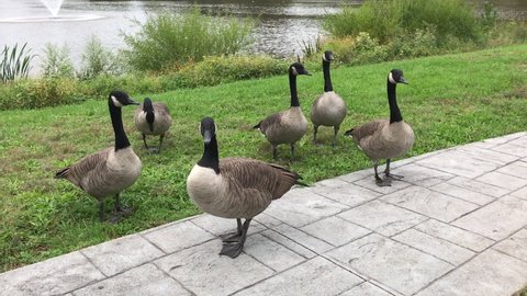 Canada geese in the park near the lake with sound