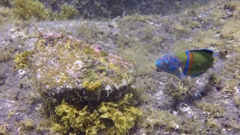 Parrot fish underwater in Atlantic ocean. Amazing, awesome, incredible, fascinating marine inhabitants on seabed of La Palma Canary Islands. Relax video about marine fish in undersea world.