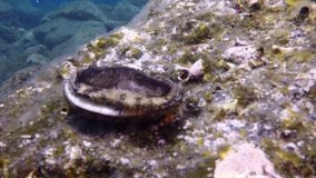 Shellfish sea slug on shell underwater on bottom of volcanic origin in Atlantic ocean. Marine inhabitants on seabed of La Palma Canary Islands. Relax video about undersea world.
