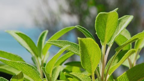 Sage plant is a wonderful herb for tea, and medical use.