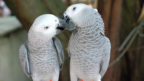 African gray parrot love together. This is a bird that is domesticated and raised in the home as a friend