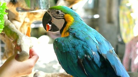 Macaw parrot is fed by humans with beans or vegetables in the existing garden. This is a bird that is domesticated and raised in the home as a friend