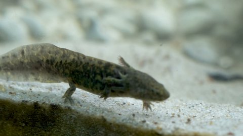 Ambystoma mexicanum axolotl in the aquarium moves swims and eats wild color. High quality 4k footage