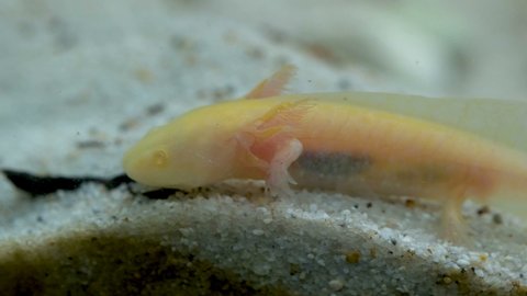 Axolotl Stock Video Footage 4k And Hd Video Clips Shutterstock Axolotl Stock Video Footage 4k And Hd Video Clips Shutterstock