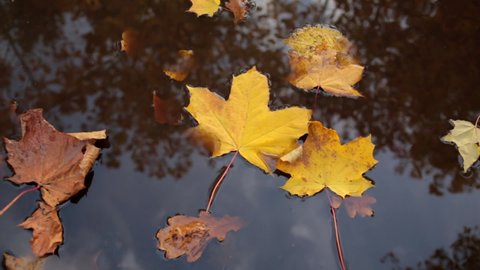 Maple and oak leaves float in water that reflects the sky and trees.Leaves in muddy water.Yellow and orange leaves, dry leaves.Autumn maple leaf falls into the water