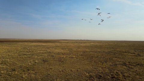 flock of cranes flying. flock of migratory bird fly over steppes to China. 4k hdr slow motion