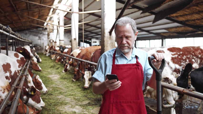Agriculture industry, farming, technology, people and animal husbandry concept. Mature man (farmer) looking on cellphone smartphone, cows at rotary parlour system on dairy farm on background. 4K Royalty-Free Stock Footage #1060040282