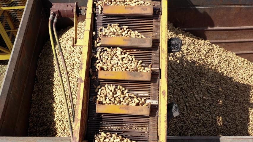 Fresh picked Peanut discharged from a picker into a parked trailer, Aerial view. Royalty-Free Stock Footage #1060041155