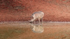 A warthog (Phacochoerus africanus) drinking at a waterhole, Mokala National Park, South Africa