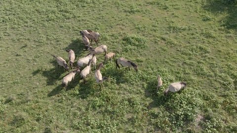 Aerial view, Herd of wild horses grazes on a green meadow. Konik or Polish primitive horse. Camera slowly moves downwards, 4K-60fps. Ermakov island, Danube Biosphere Reserve in Danube delta, Ukraine
