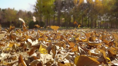 Wind sweeping dry fallen leaves on the ground, blurred forest background.
