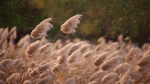Ripe reeds swaying in wind, flying seeds. Slow-motion