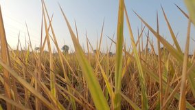 Slow motion clip of rice field (paddy field) at morning in a village in Punjab, India 