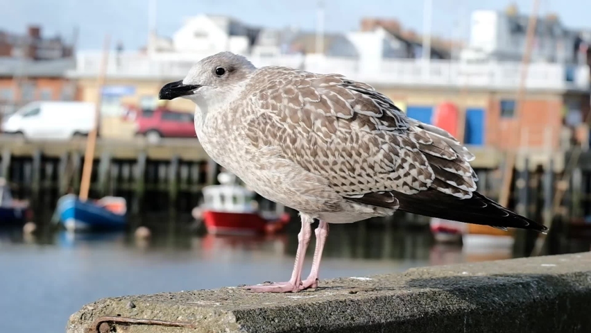 Young gull on a sea wall