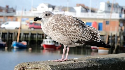 Young gull on a sea wall