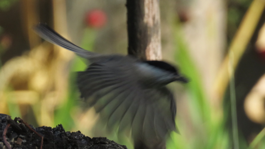 Songbird Flying Stock Video Footage - 4K and HD Video Clips | Shutterstock