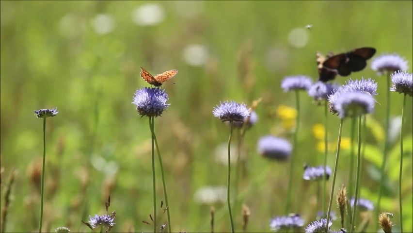 European Fritillary and Bumble bee feeding on blue flower on a windy summery meadow in Estonian countryside. Royalty-Free Stock Footage #1060057634