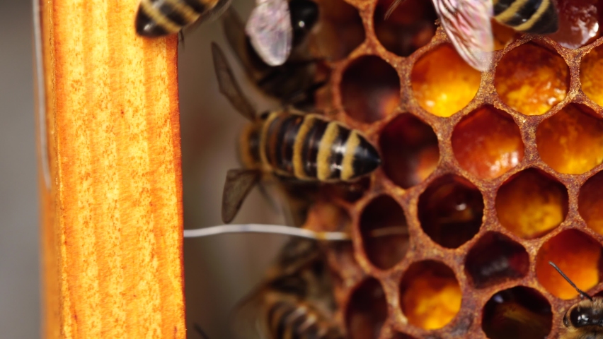 Bee bread: the bee pollen stored in the combs. Inside the Beehive - A honeycomb, wax cells with honey and pollen. A honey bee colony close up, beehive, beekeeping Royalty-Free Stock Footage #1060058003