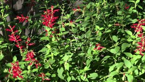 4K HD video of one Ruby Throated Hummingbird drinking nectar from pineapple sage flowers. It is by far the most common hummingbird seen east of the Mississippi River in North America