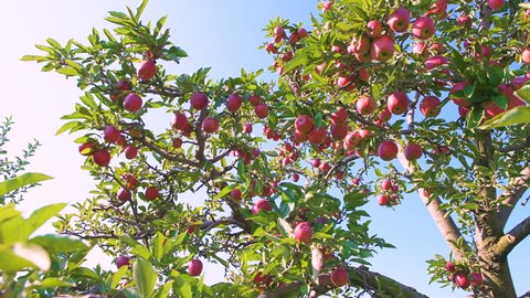 Panning of Virginia red delicious apples hanging on orchard tree branches isolated against blue sky on sunny sunlight weather in rural countryside with people picking