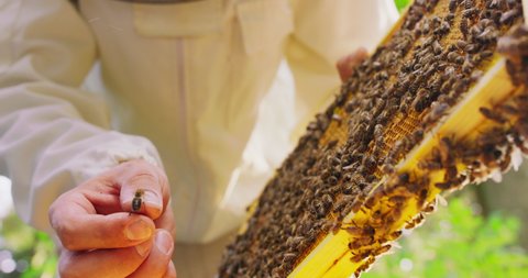First plan focused: closeup beekeeper's hand and a bee on his finger, beehive frame with honeycombs and a lot of bees on it in another hand. Some bees in the air. Then he holds the frame with his