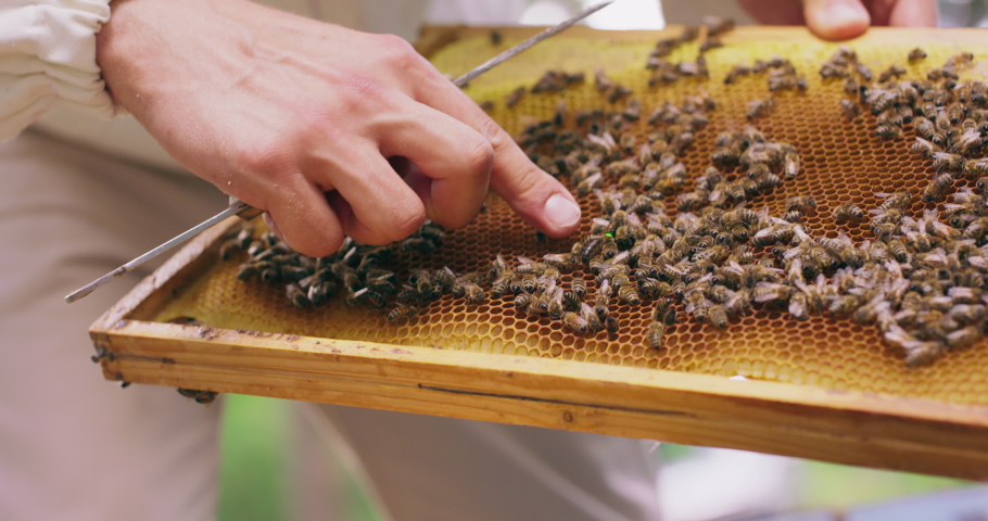 Closeup hands of beekeeper in white protective suit, with bee hive tools in hand, who inspects the frames with honeycombs and bees in hive. He holds the frame with a lot of honeycombs, bees and wax Royalty-Free Stock Footage #1060064717