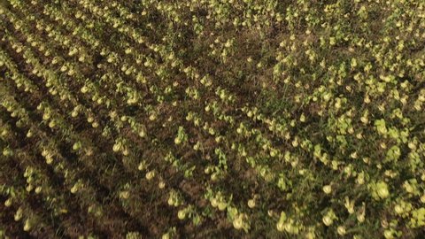 DRONE AERIAL FOOTAGE: View of fields full of sunflowers for oil production near Leon in Spain. Nature, agriculture in Spanish countryside.