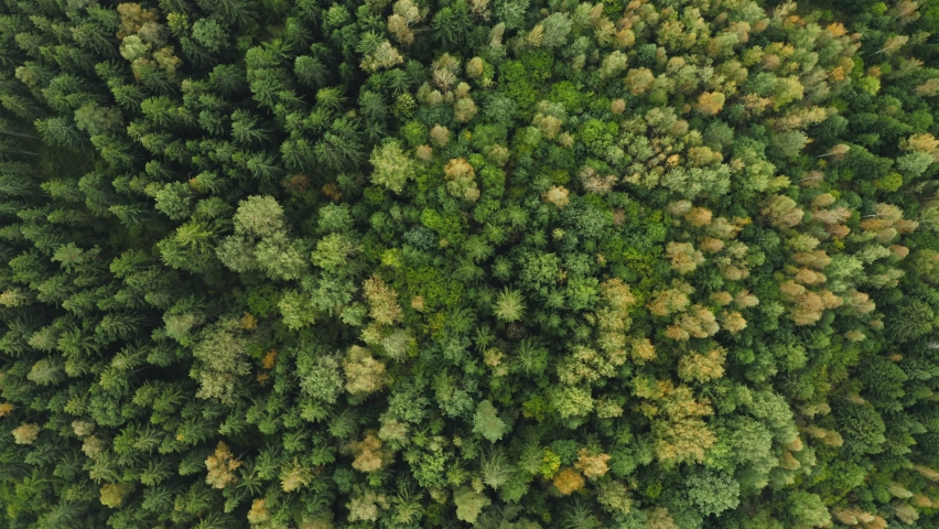 Top down autumn forest, fall mixed woodland aerial shot. Drone flies over pine trees and yellow treetops. Overhead colorful texture in nature. Flight over conifers woods, natural background in motion | Shutterstock HD Video #1060068596