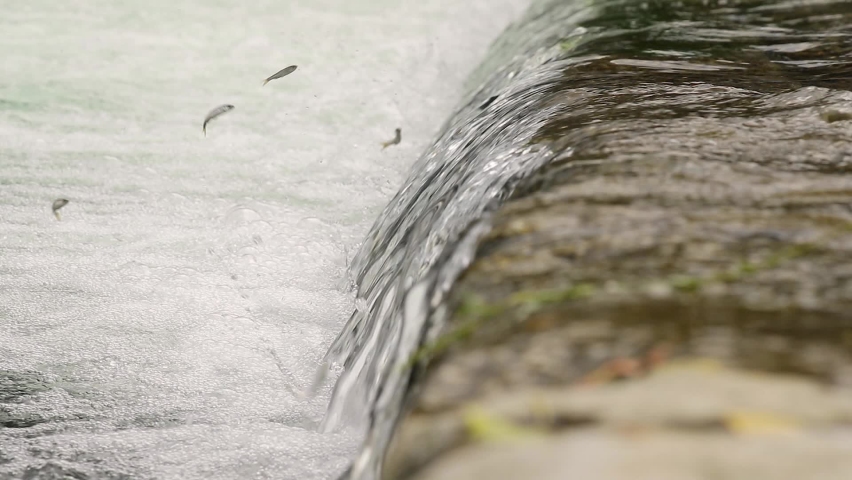 Water flowing across low head dam with strong current, tiny fish trying to jump up against the tide, slow motion from 120 fps Royalty-Free Stock Footage #1060071053