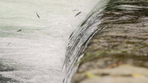Water flowing across low head dam with strong current, tiny fish trying to jump up against the tide, slow motion from 120 fps