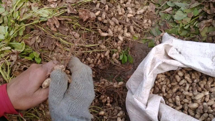 Harvest peanuts manually using gloves Royalty-Free Stock Footage #1060071638